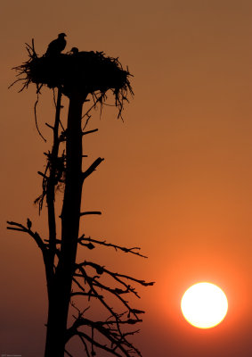 Osprey nest with 2 chicks silhouetted against a smokey sunrise
