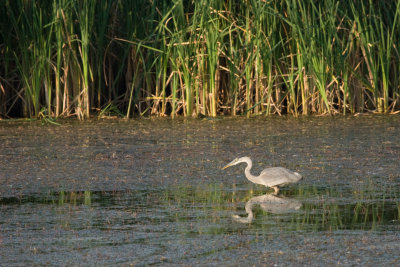 Great Blue Heron with its eye on breakfast...