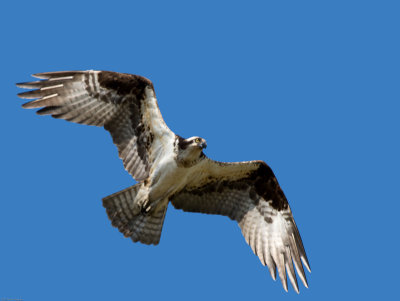 Adult Osprey overhead