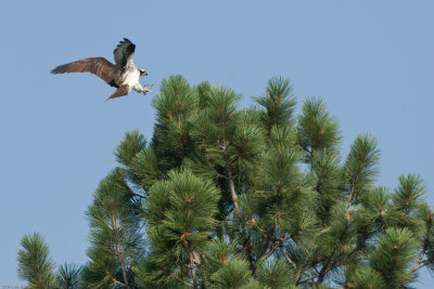 Coming in for a landing