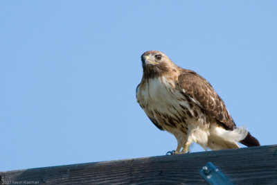 Red-tailed Hawk on power pole