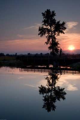 Pond reflection just after sunrise