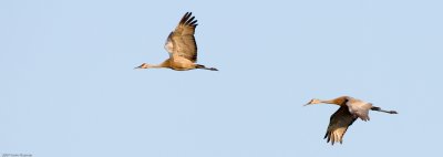 20070803_Lee-Metcalf-NWR_0101-Edit.jpg