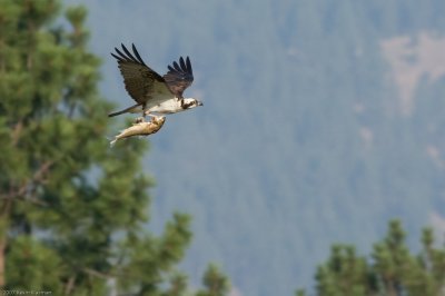 20070803_Lee-Metcalf-NWR_0183.jpg