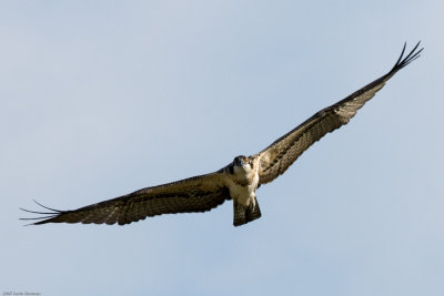 20070803_Lee-Metcalf-NWR_0213-Edit.jpg