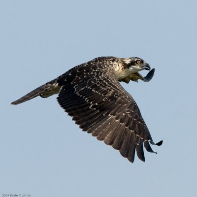 20070803_Lee-Metcalf-NWR_0222-Edit.jpg