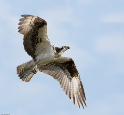 20070803_Lee-Metcalf-NWR_0248-Edit.jpg