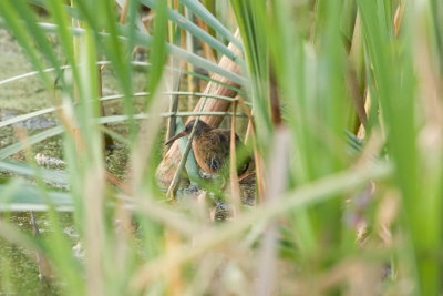 Virginia Rail