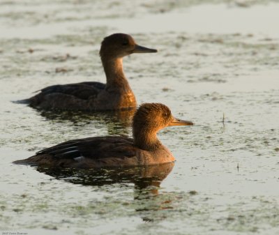 Female Hooded Mergansers