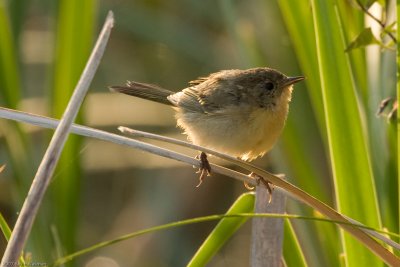 Female Common Yellowthroat