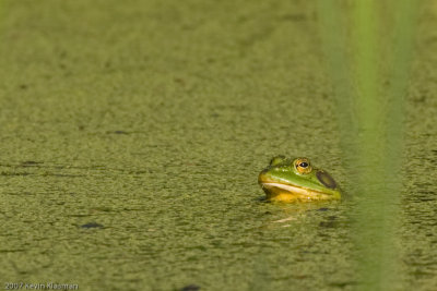 American Bullfrog?