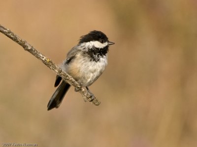 Black-capped Chickadee