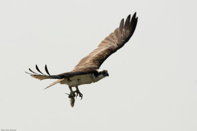Osprey with fish