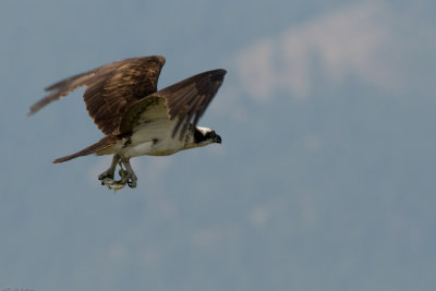 Osprey with fish