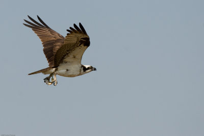 Osprey with fish