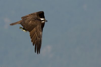 Osprey with fish