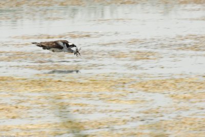 Osprey with fish on its mind