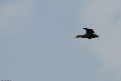 Double-crested Cormorant