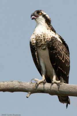 Osprey posing for portrait