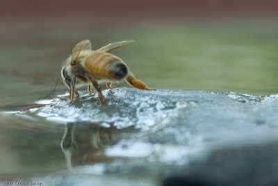 Bee on birdbath