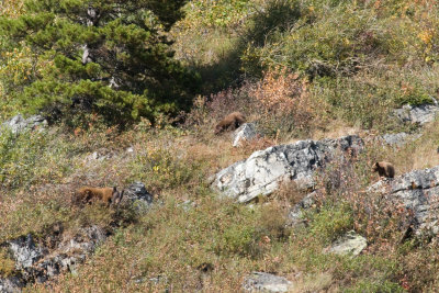Black bear family on the road to Many Glacier