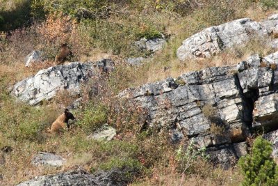 Brown bears looking for berries