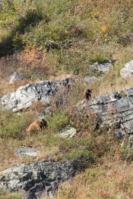 Baby bear on rock, mother feeding on berries