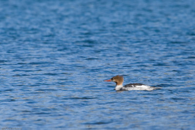 Female Common Merganser