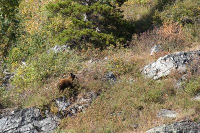 Mother black bear