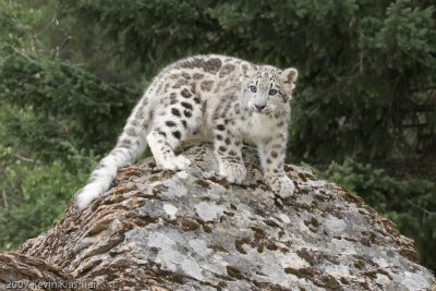 Baby Snow Leopard