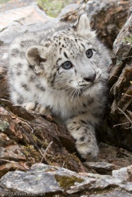 Baby Snow Leopard