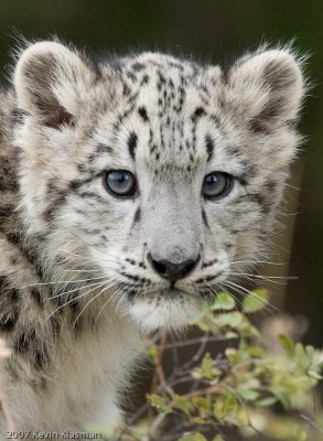 Baby Snow Leopard