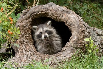 Raccoon
