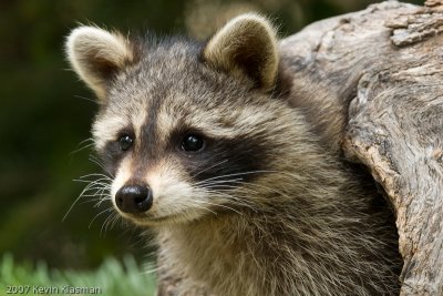 Raccoon