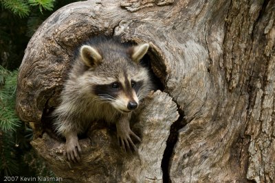Raccoon