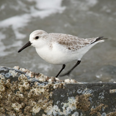 Sanderling on the shore of Puget Sound at Discovery Park in Seattle WA