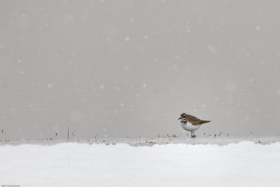 A lone Killdeer puffed up against the cold in Issaquah WA