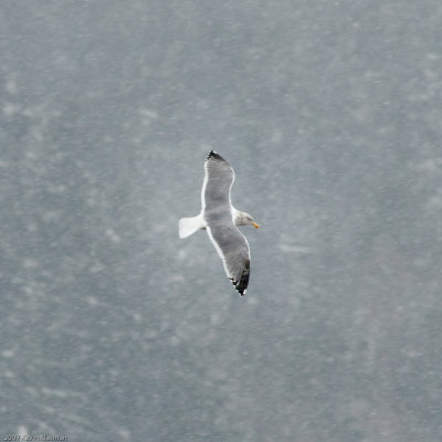 Gull flying on a snowy day over Lake Sammamish WA