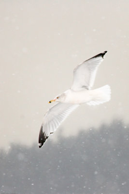 Gull over Lake Sammamish WA on a snowy day