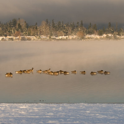 Canada Geese on Lake Sammamish WA