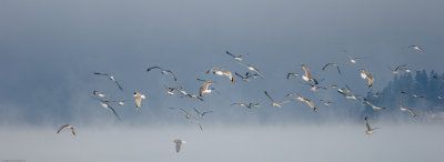 Mixed flock of gulls over Lake Sammamish WA