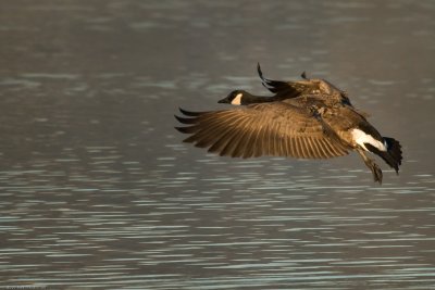 Canada Goose landing on Lake Sammamish WA