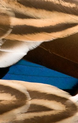 Closeup detail of female Mallard's wing
