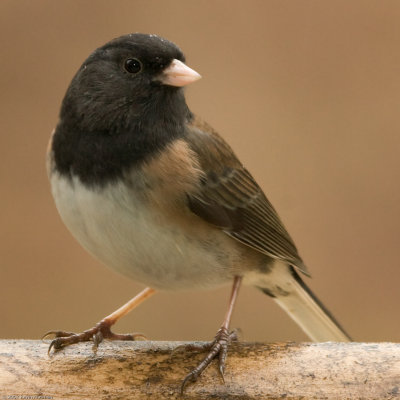 Dark-eyed Junco on Cougar Mountain in Issaquah WA