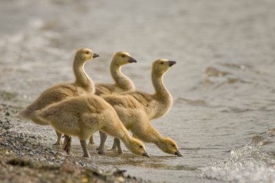 5 goslings about to enter Lake Sammamish in Issaquah WA