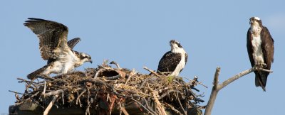 2 Osprey chicks and an adult at their nest