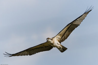 An Osprey soars over Lee Metcalf National Wildlife Refuge in Stevensville MT