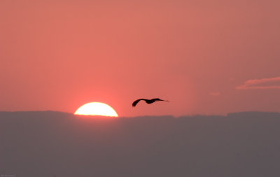 An Osprey flies toward the sunrise over Lee Metcalf National Wildlife Refuge in Stevensville MT