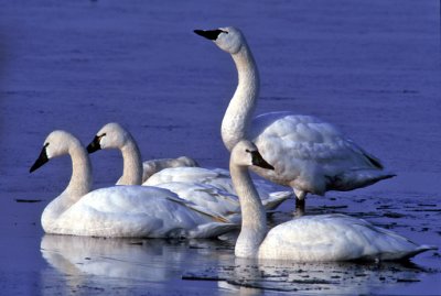 Tundra Swans