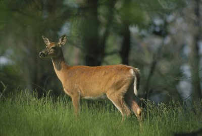 Whitetail Deer